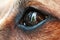 Extreme closeup of small dog`s eye with visible reflections in it