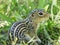 Extreme Closeup of a Thirteen-Lined Ground Squirrel in the Grass