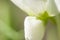 Extreme closeup of white pea flower petals. Differential focus. Blurred background