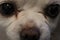 An extreme closeup of a white pet Chihuahua face