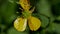 Extreme closeup yellow petals, defocused background.