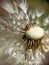 Extreme dandelion closeup macro stock photo, nature details wallpaper