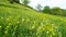 Extreme deep aerial flight over a wonderful spring meadow in the Black Forest