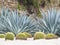 Extreme Depth of Field Photo of Blue Yucca and Barrel Cactus