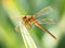 Extreme Depth of Field Photo of Golden-Winged Skimmer