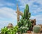 Extreme Depth of Field Photo of Ornamental Cactus