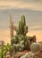 Extreme Depth of Field Photo of Ornamental Cactus at Sunset