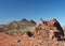 Extreme Depth of Field Photo of Roadrunner on a Rock