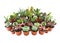 Extreme Depth of Field Photo of Succulents and Cactus Isolated o