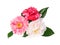 Extreme Depth of Field Photo of Three Camellias Isolated on Whit