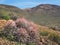 Extreme Depth of Focus Photo of Cactus and Mountains