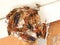 An Extreme Focus Stacked Close-up of a Colony of Red Paper Wasps on Their Nest