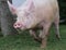 Extreme head shot portrait of a domestic pig sow summertime outdoors