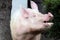 Extreme head shot portrait of a domestic pig sow summertime outdoors