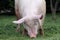 Extreme head shot portrait of a domestic pig sow summertime outdoors