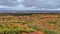 Extreme long shot of a tundra, Denali Highway, covered by vegetation, with clouds in the horizon