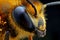 Extreme Macro of a Bee\\\'s Eye and Fuzzy Face