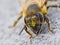 Extreme macro closeup on Honey bee eyes