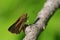 Extreme macro closeup of a skipper butterfly species in the Crex Meadows Wildlife Area in Northern Wisconsin