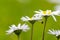 Extreme macro daisy with very small spider under petal.