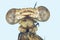 Extreme macro dragonfly