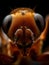 Extreme macro portrait of wasp
