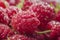 Extreme macro raspberry background. with water drops