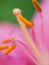 Extreme macro shot. Abstract background with pistil and stamen p