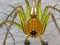 Extreme macro of yellow striped lynx spider insect on isolated background