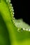 Extreme Macrophotography: A large water drop on a leaf\'s edge.