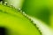 Extreme Macrophotography: Water drops on a leaf\'s edge.