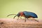Extreme magnification - Blue metallic bug, Meloidae