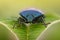 Extreme magnification - Blue shieldbug, Zicrona Caerulea