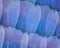 Extreme magnification - Butterfly wing Blue morpho morpho peleides 100x