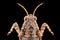 Extreme magnification - Cricket grasshopper