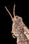 Extreme magnification - Cricket grasshopper