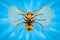 Extreme magnification - Giant Wasp in flight atacking