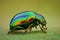 Extreme magnification - Green jewel beetle