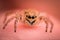 Extreme magnification - Jumping spider on human finger