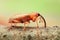 Extreme magnification - Orange Weevil on a stick, side view