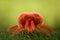 Extreme magnification - Red Velvet Mite, Trombidiidae