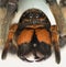 Extreme magnification - Wolf Spider fangs