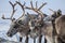 The extreme north, Yamal, reindeer in Tundra , Deer harness with reindeer, pasture of Nenets