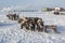 The extreme north, Yamal, reindeer in Tundra , Deer harness with reindeer, pasture of Nenets