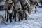 The extreme north, Yamal, reindeer in Tundra , Deer harness with reindeer, pasture of Nenets