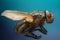 Extreme sharpness and macro photography theme: close-up portrait of a fly in the studio on a blue background