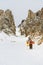 Extreme skiers climb to the top along the couloir between the rocks before the descent of the freeride backcountry