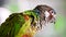Extreme slow motion closeup of painted parakeet eating safflower seeds