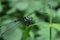 An extreme view of the face and front body parts of a Golden ringed dragonfly