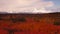 Extreme Vivid Autumn Leaves in Forest Near Mt Mckinley